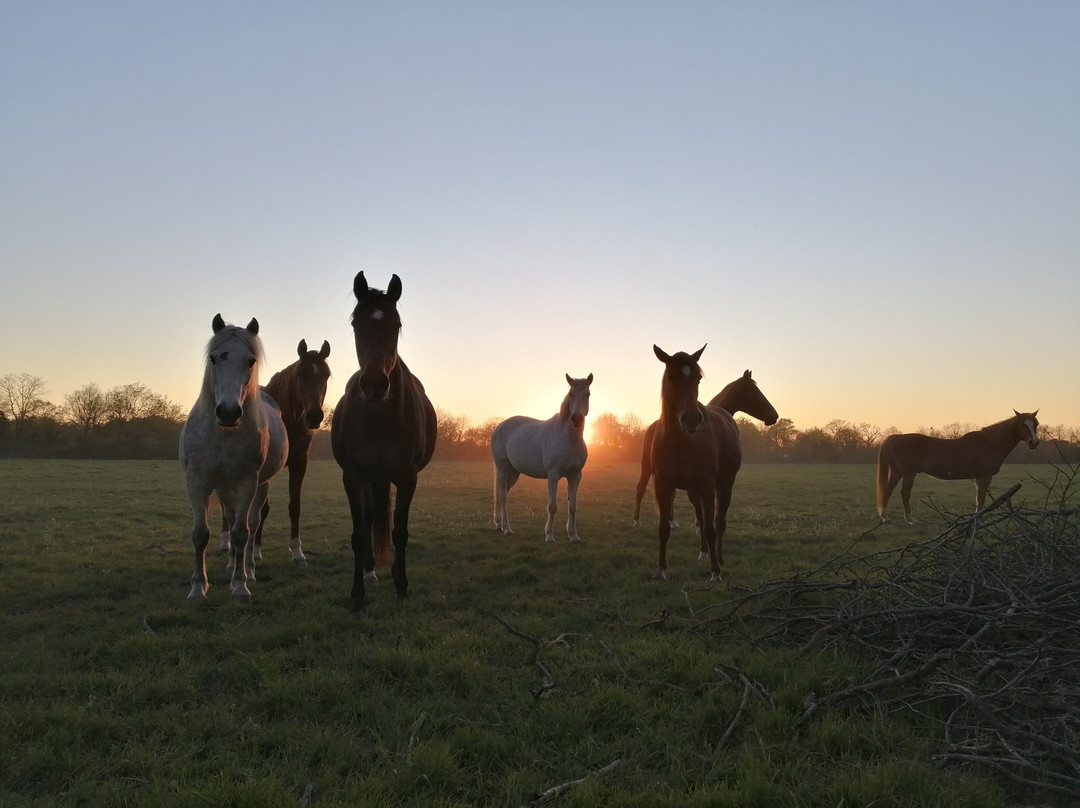 La Ferme Équestre de la Forêt-Plesse必去景点