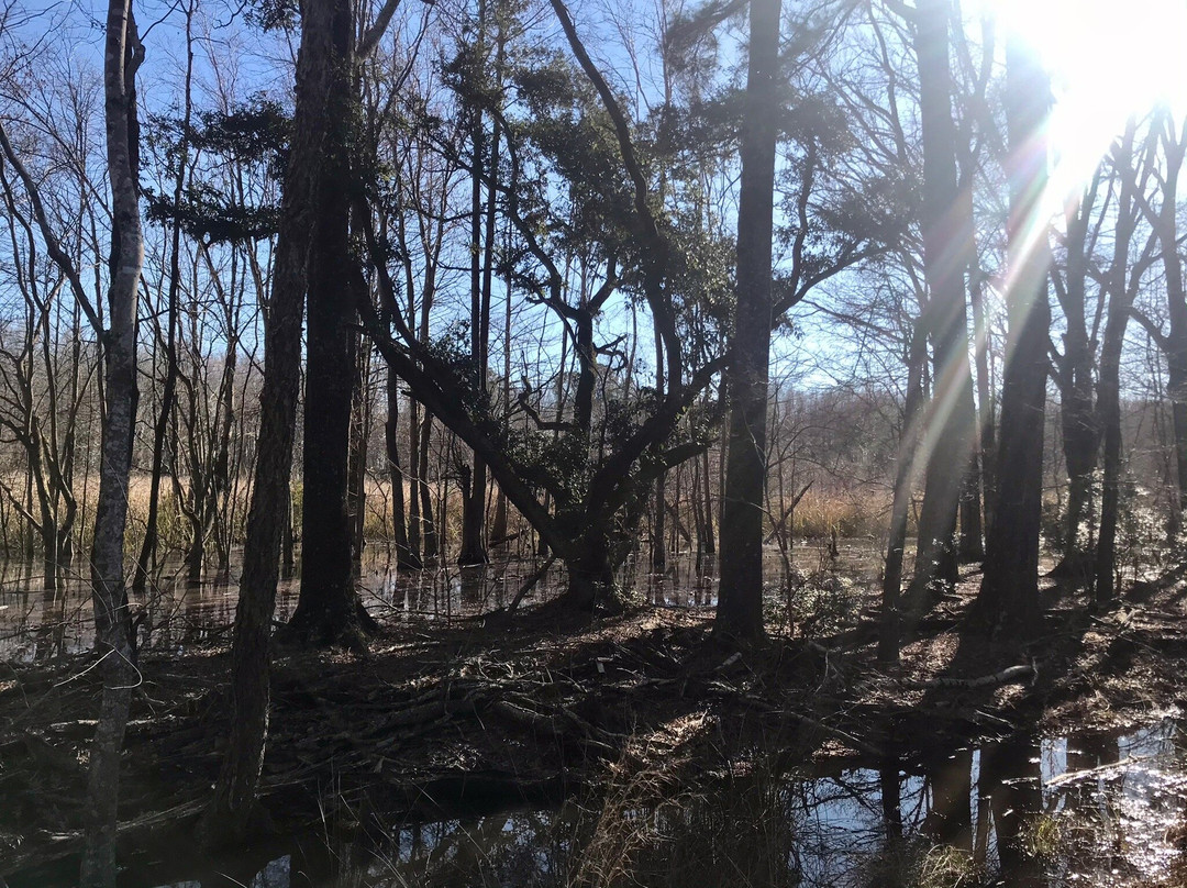 Santee National Wildlife Refuge景点图片