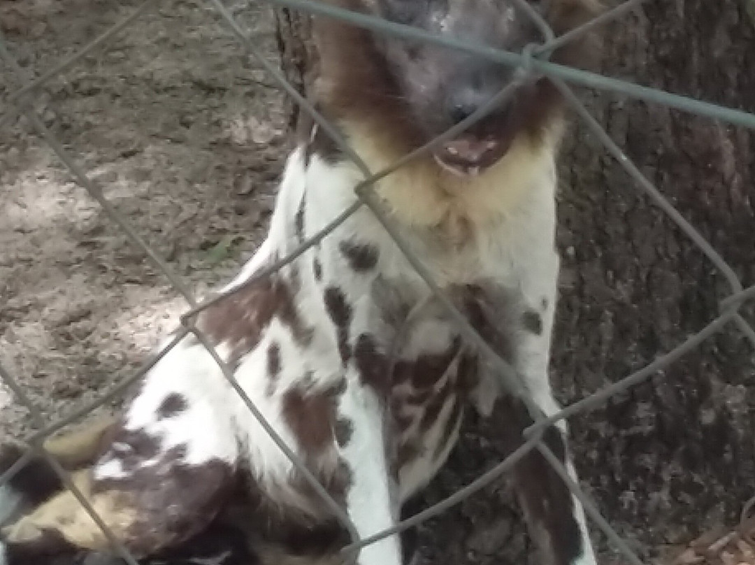 Painted Dog Conservation景点图片