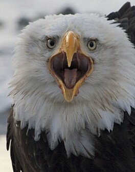 Chilkat State Park-海恩斯必去景点