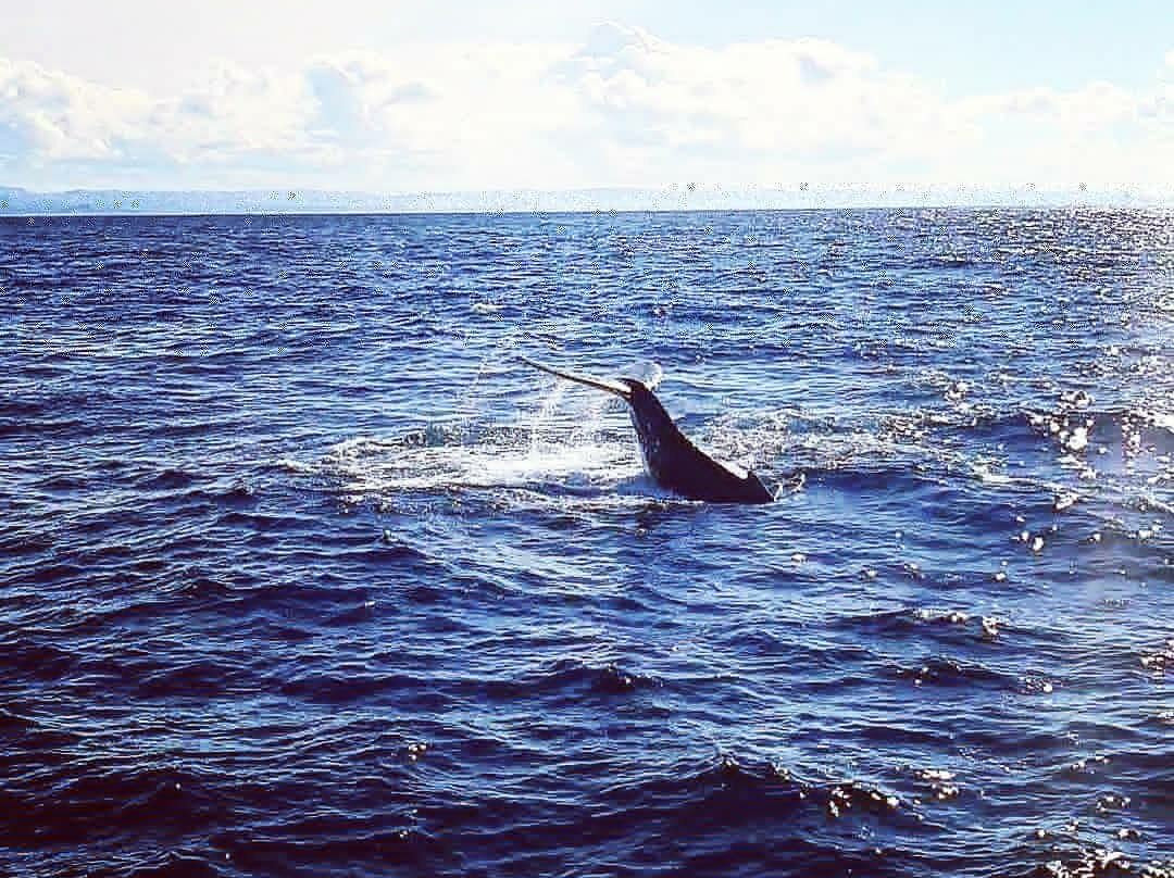 Coolangatta Whale Watch-堤维德岬必去景点