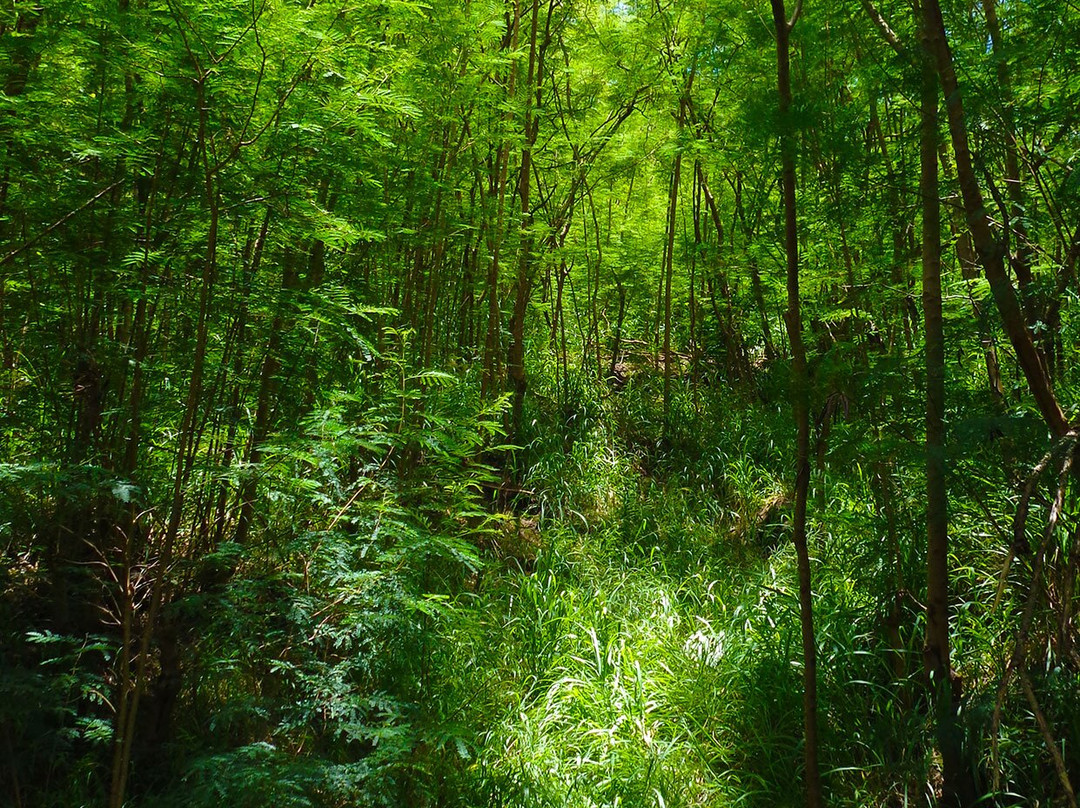 Notre Dame Du Pacifique-努美阿必去景点