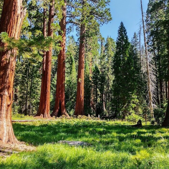 Keifer's Giant Sequoia Tours