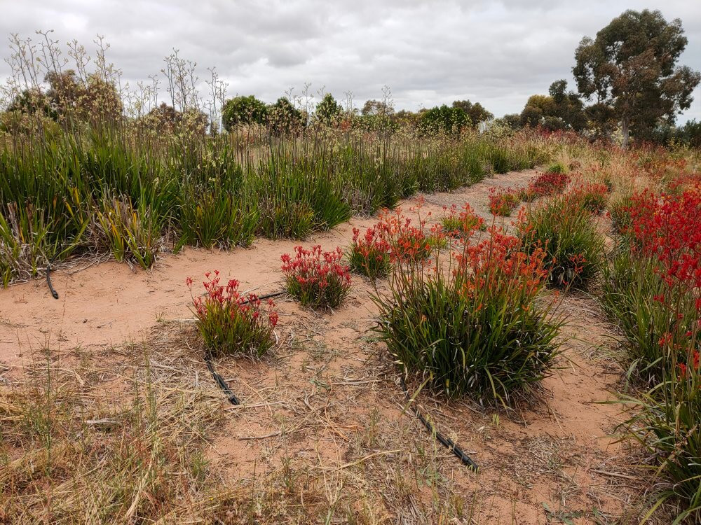 Pangarinda Botanic Gardens-Wellington必去景点