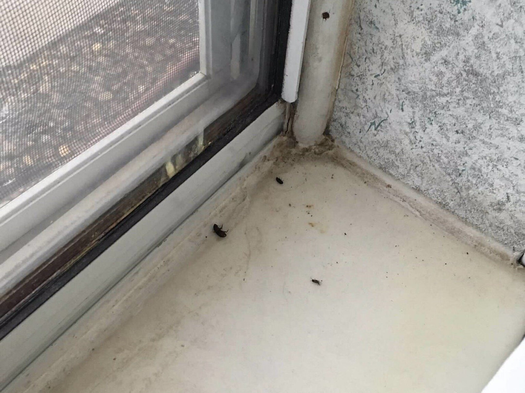 Days Inn by Wyndham Vega TX主图