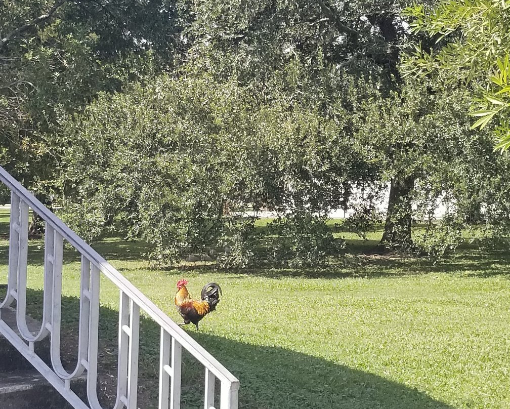 Lafreniere Park-梅泰里必去景点