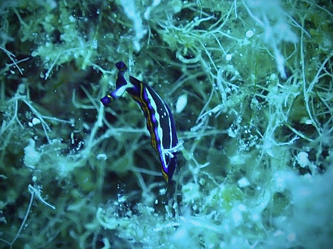 Abyss Dive Center-帕福斯必去景点