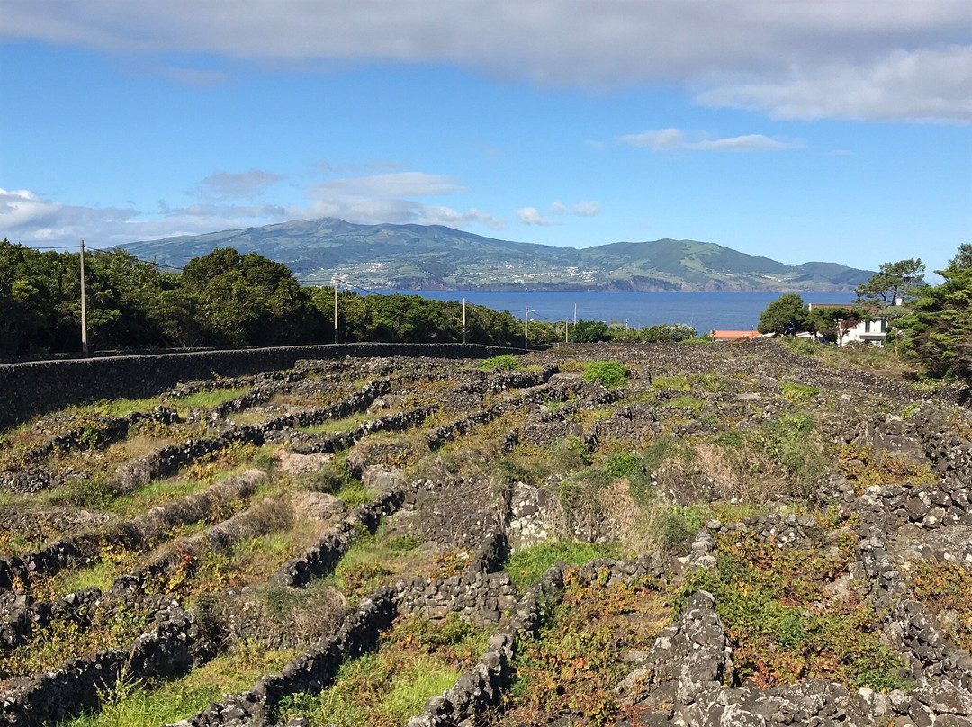 Pico Wine Museum-Pico必去景点
