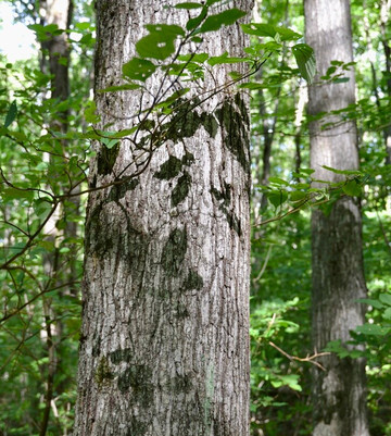 Old Baldy Conservation Area-Kimberley必去景点