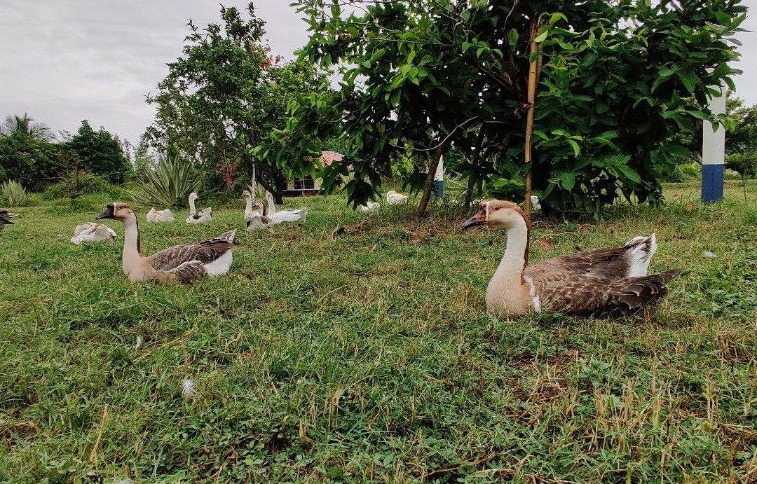 Mallickaa Resort Tajpur主图