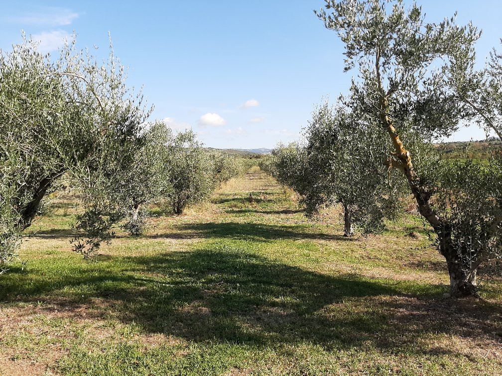 Il Girasole Terzuolo Agriturismo B&B主图