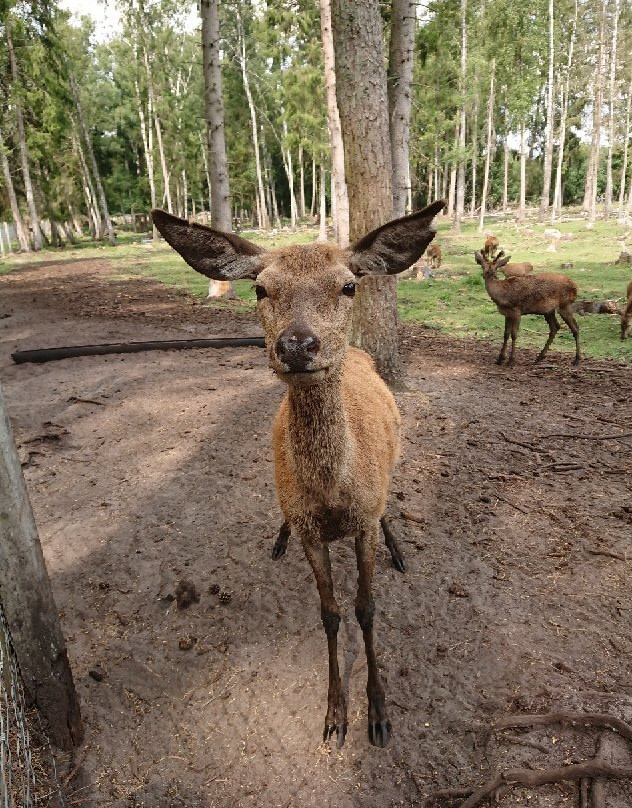 Wildpark Muden景点图片