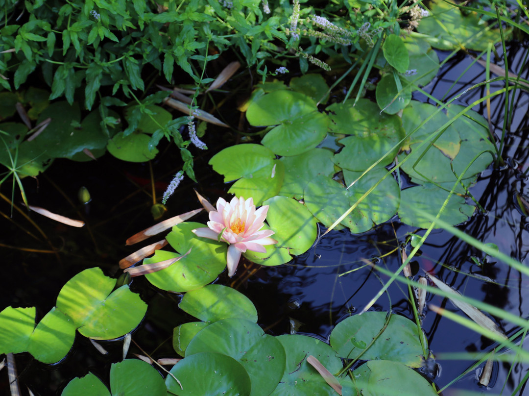 Out of Africa Resort主图