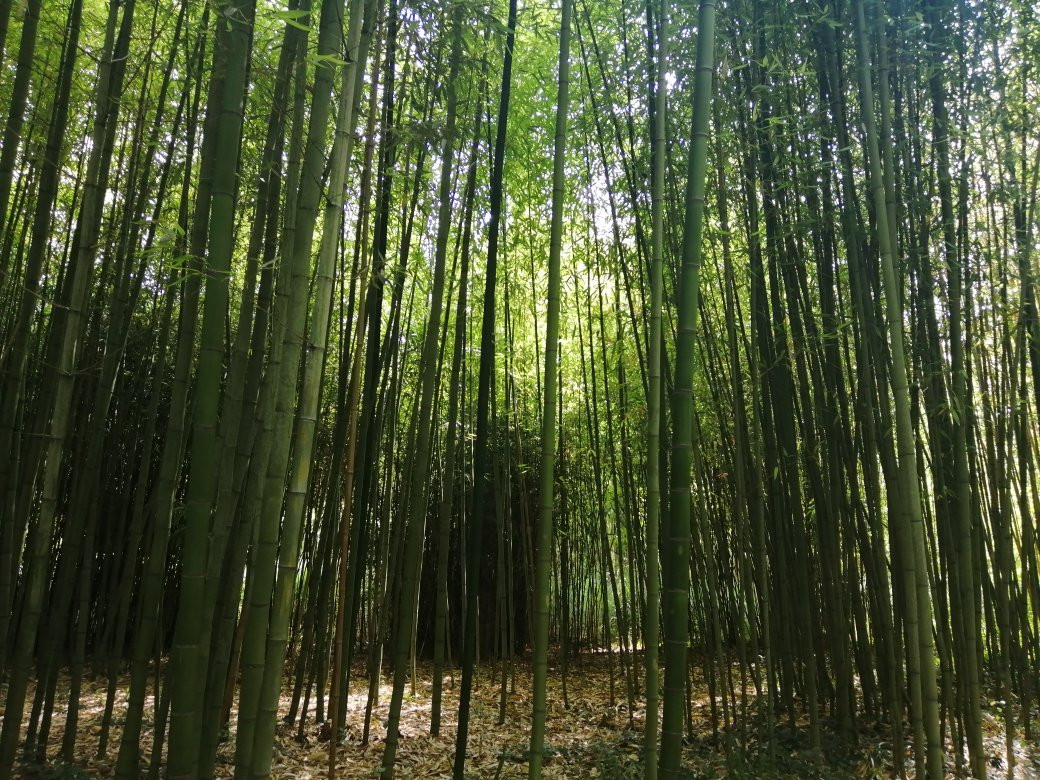 Le Parc aux Bambous-Lapenne必去景点