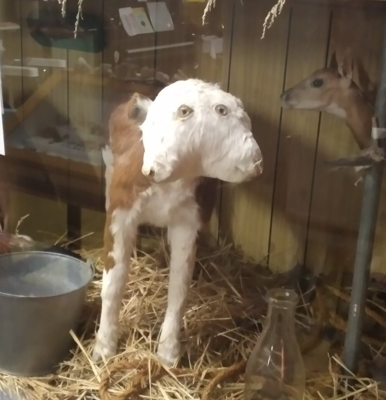 Strasbourg & District Museum-Strasbourg必去景点