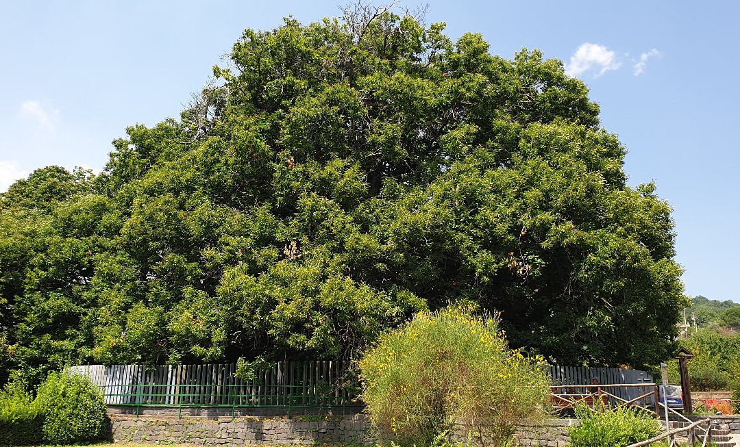 Hundred Horse Chestnut景点图片