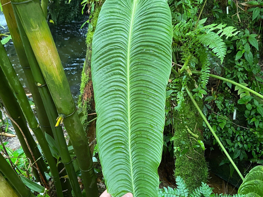 Botanicka zahrada Praha - Tropicky skleník FATAMORGANA景点图片