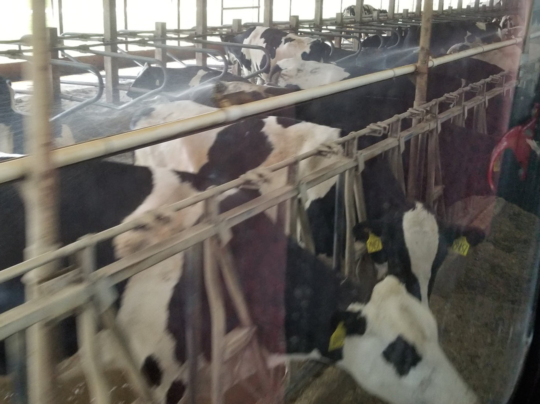Fair Oaks Dairy Adventure景点图片