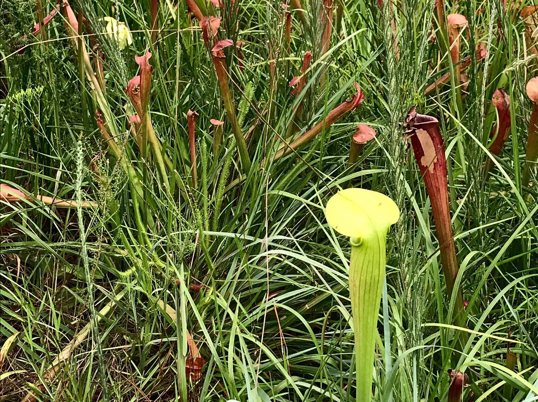 Crosby Arboretum-Picayune必去景点