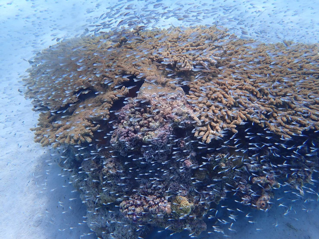 Kame Kame House主图