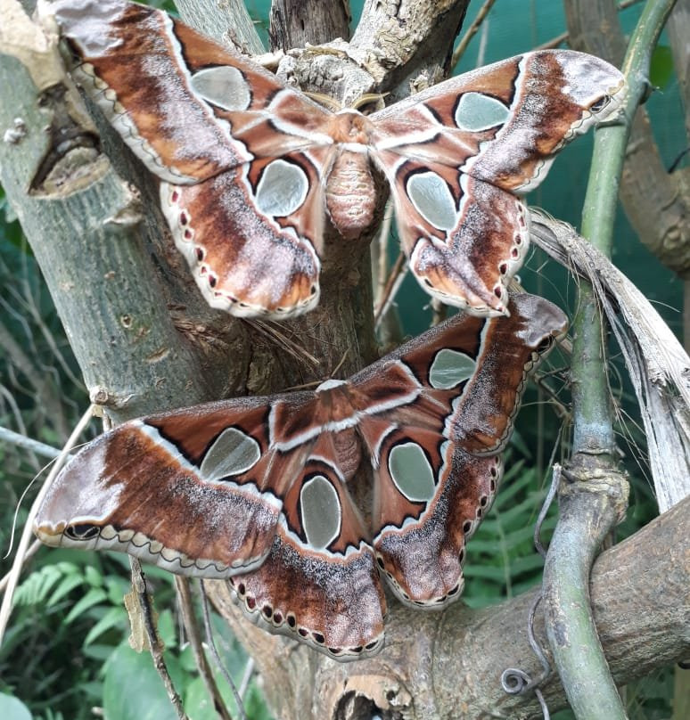 Mariposario La Casa De La Morpho Azul-Guácima必去景点