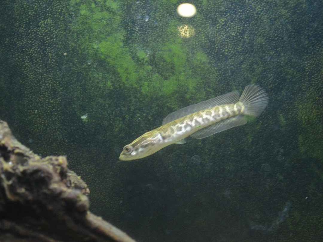 Aquamarine Inawashiro Kingfishers Aquarium景点图片