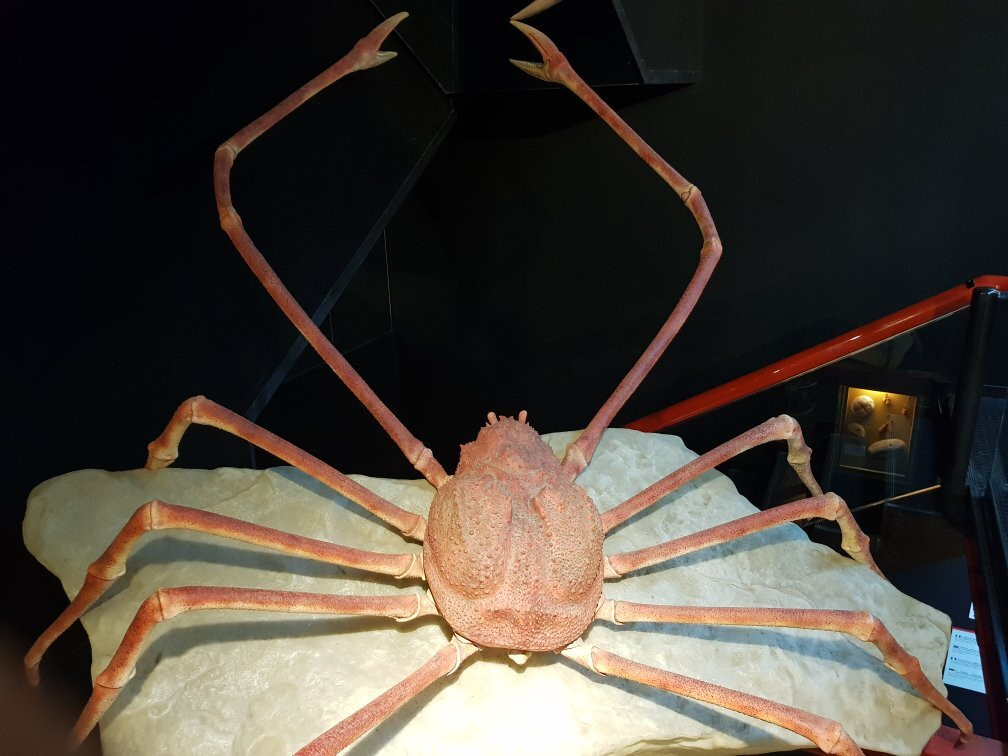 Museo delle curiosità-圣马力诺城必去景点