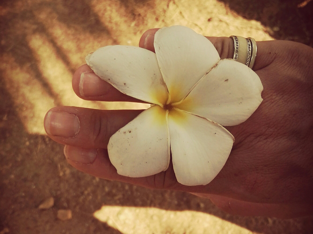 坦普尔树温泉度假村主图