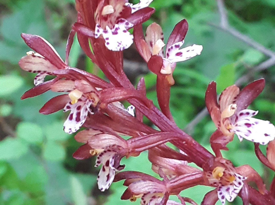 Lemolo Falls-罗斯堡必去景点
