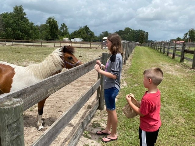 Petting zoo ocala-奥卡拉必去景点