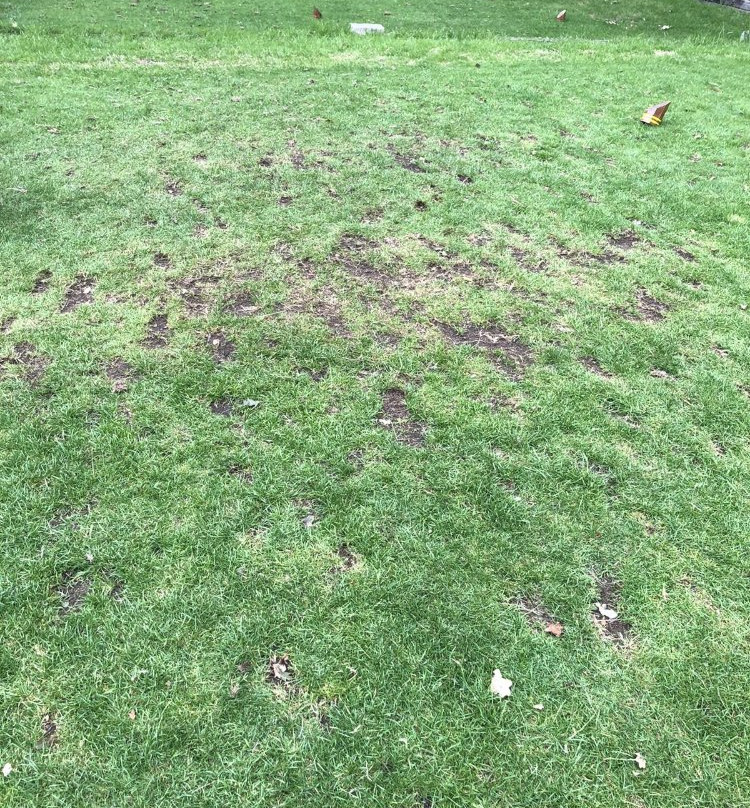 Golf at Tracy Park景点图片