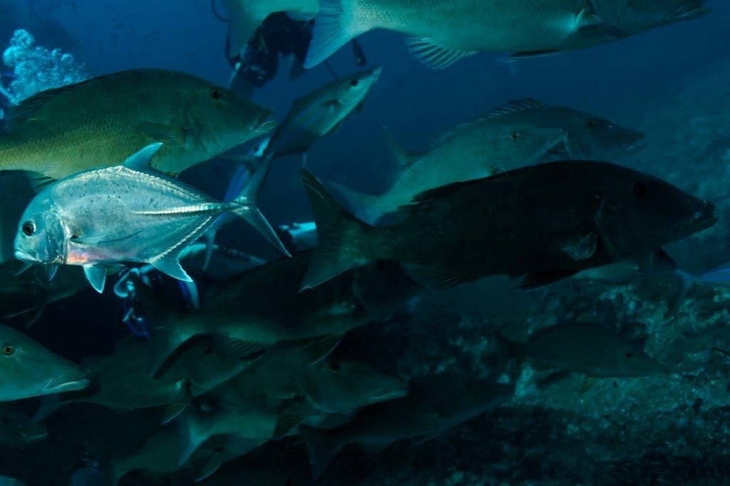 Krokodyle Diving Center景点图片