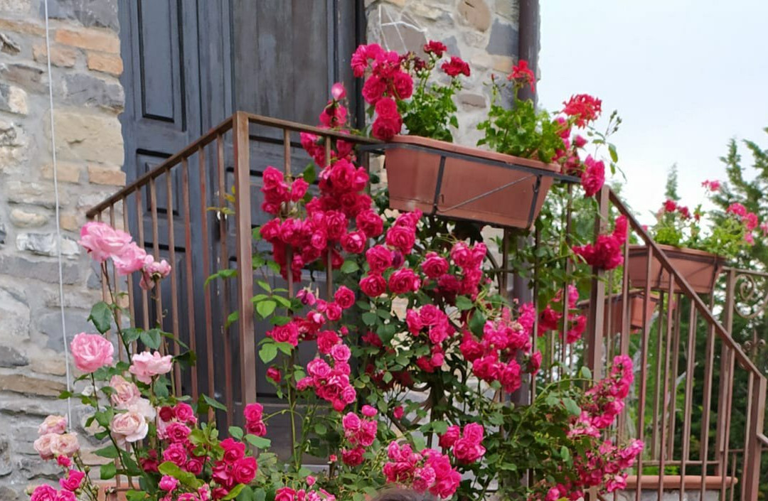 Residenza delle Rose主图