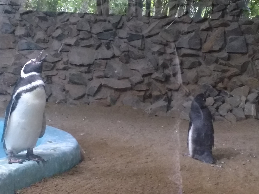 Parque Zoologico Municipal de Bauru景点图片