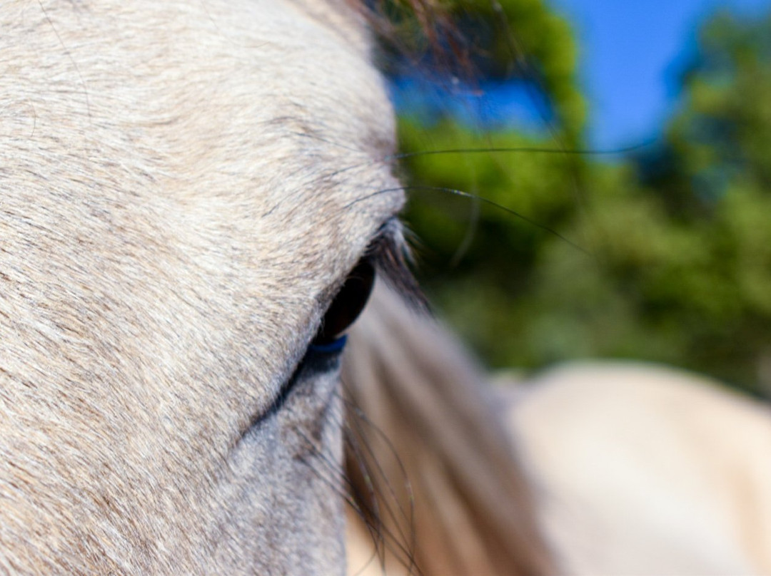 Iron Gate Ranch-Hornbrook必去景点