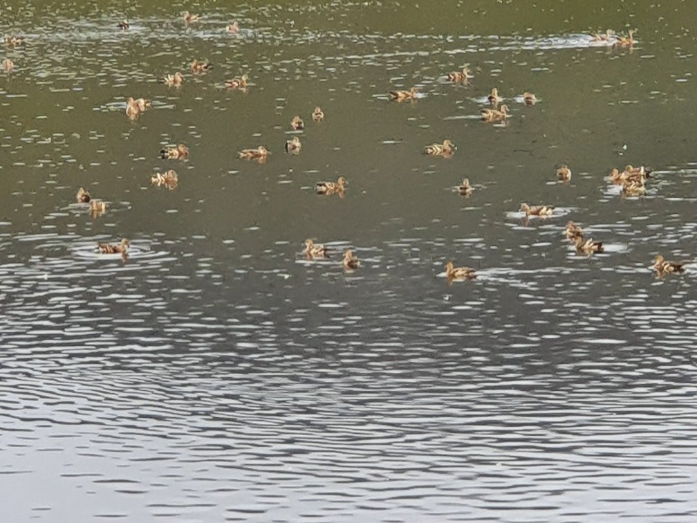 Hasties Swamp National Park- 阿瑟顿必去景点