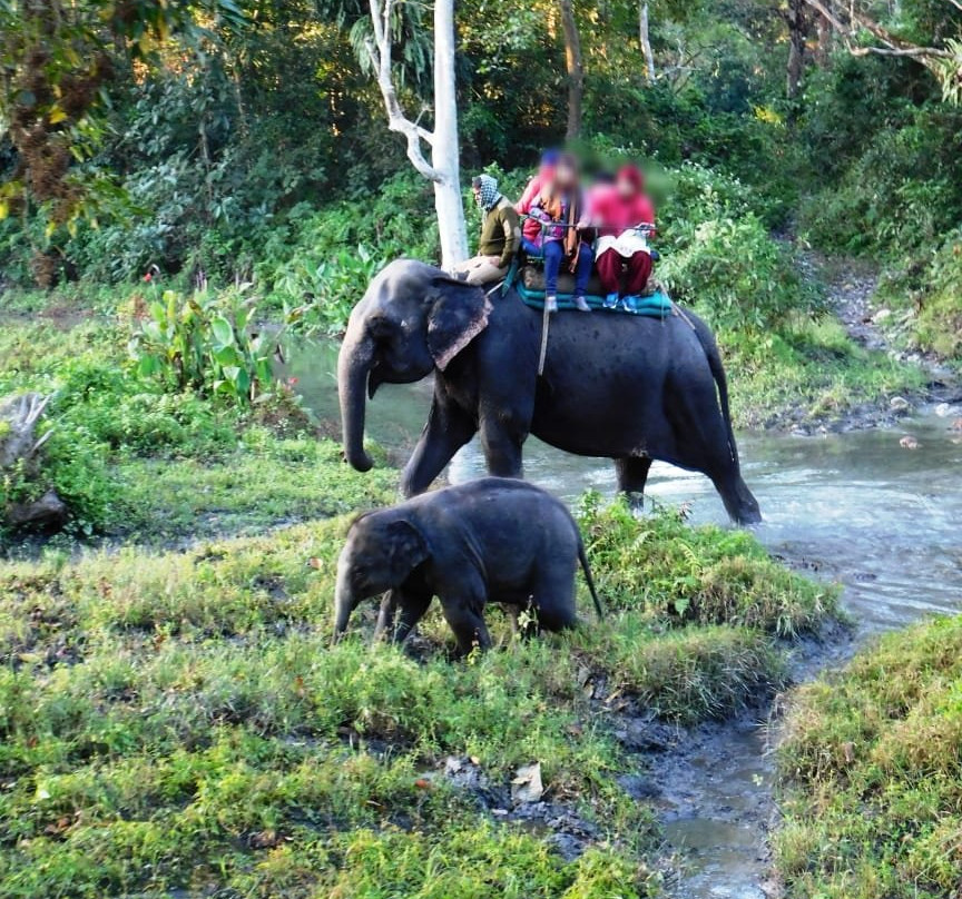 Jaldapara National Park景点图片