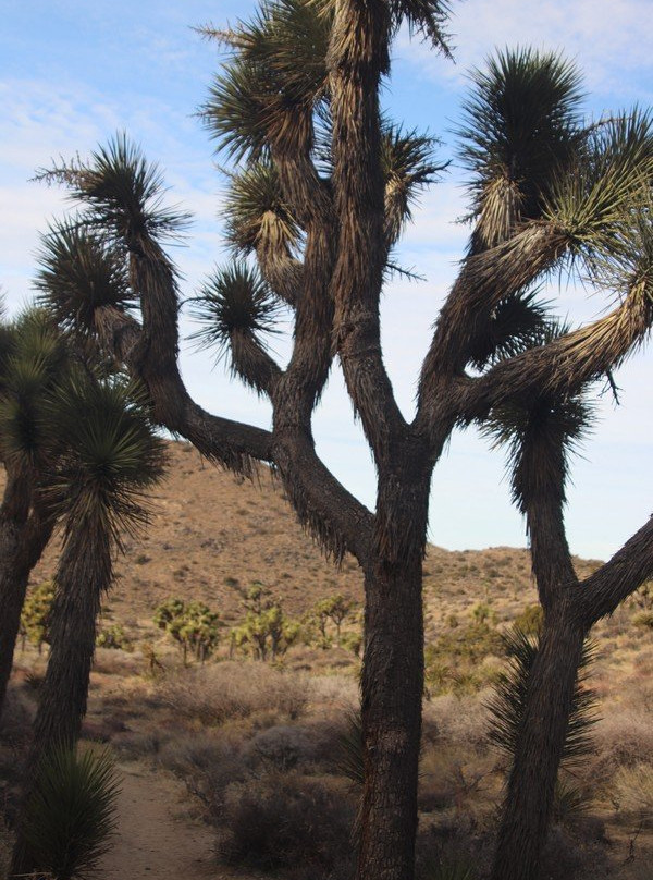 Hi-View Nature Trail-Yucca Valley必去景点