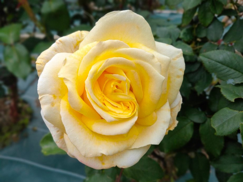 Sayama City Urban Botanical Garden-狭山市必去景点