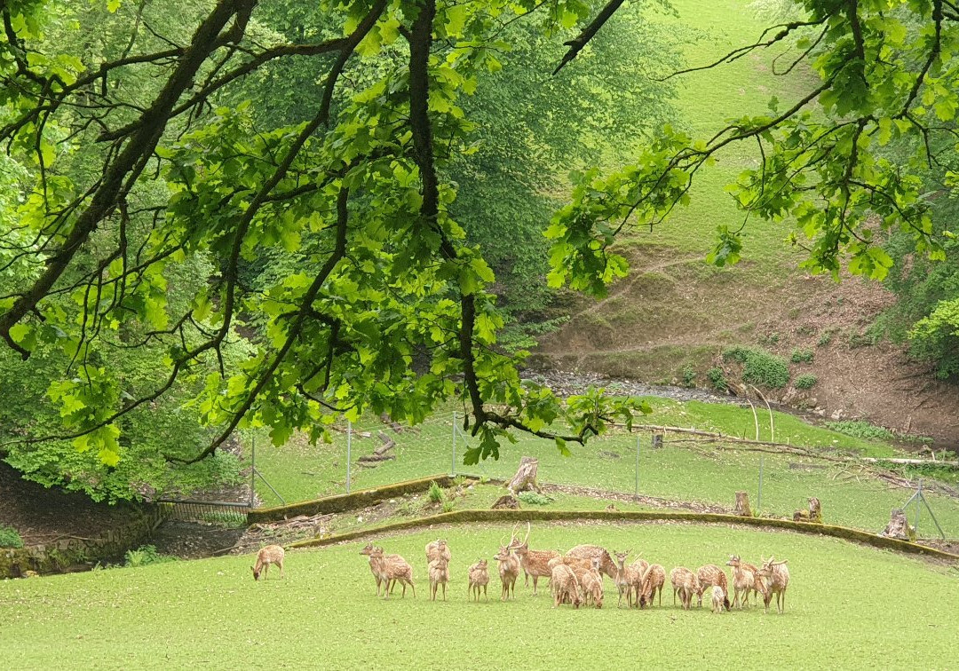 Wildpark Roggenhausen-Aarau必去景点