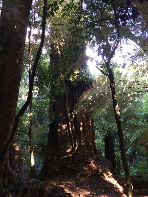 Kaitoke Regional Park景点图片