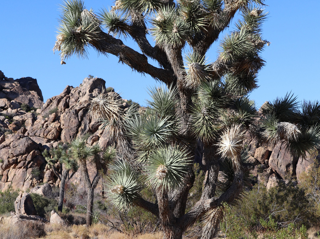 Barker Dam Trail-约书亚树国家公园必去景点
