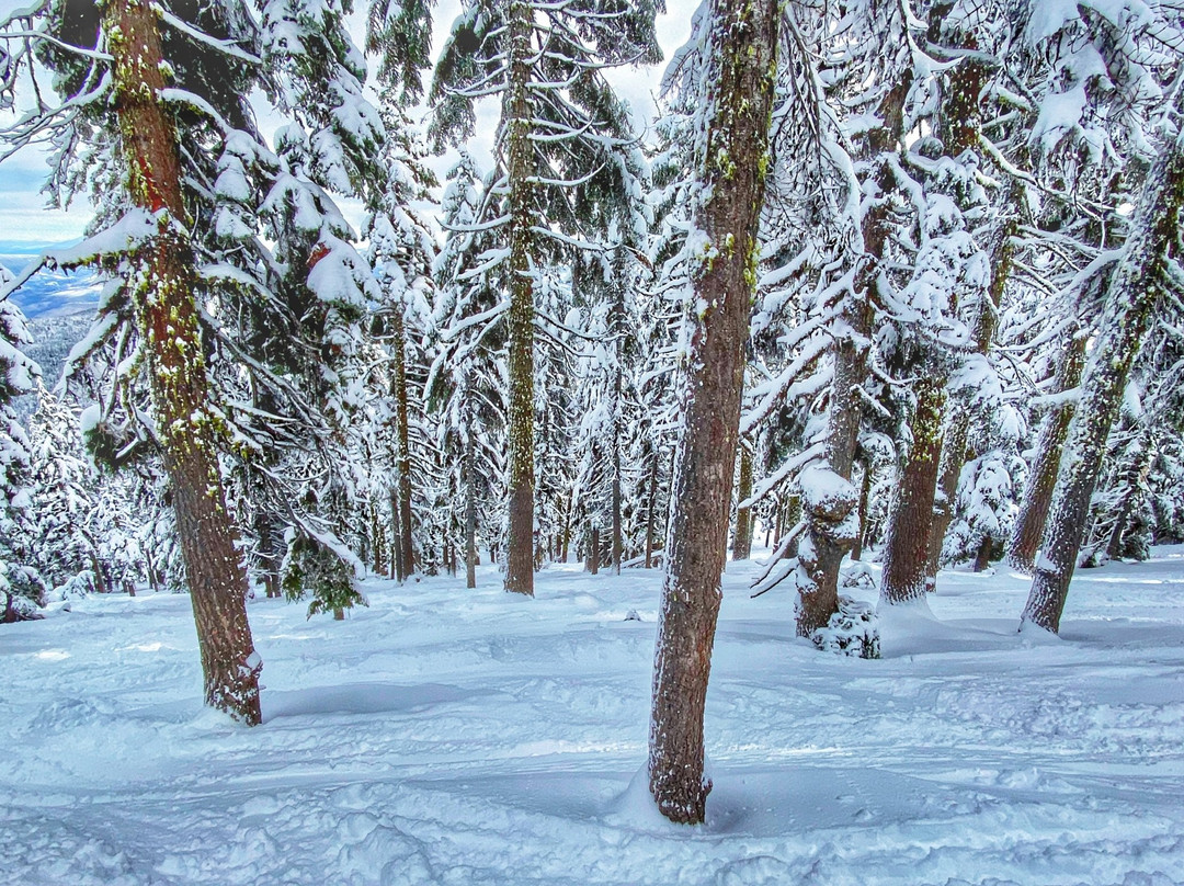 Mt. Ashland Ski Area景点图片