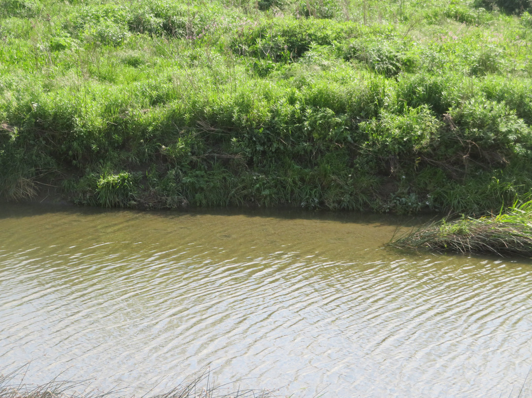 Alameda Creek Trail-费利蒙必去景点