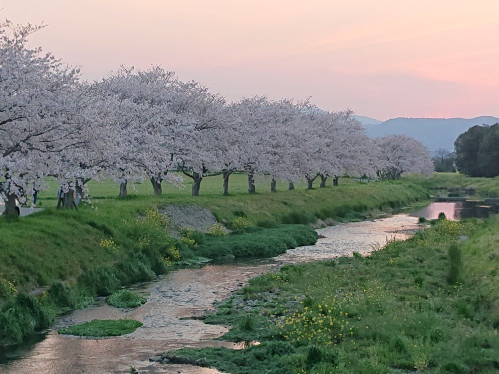 Sakura Trees along Kusaba River景点图片