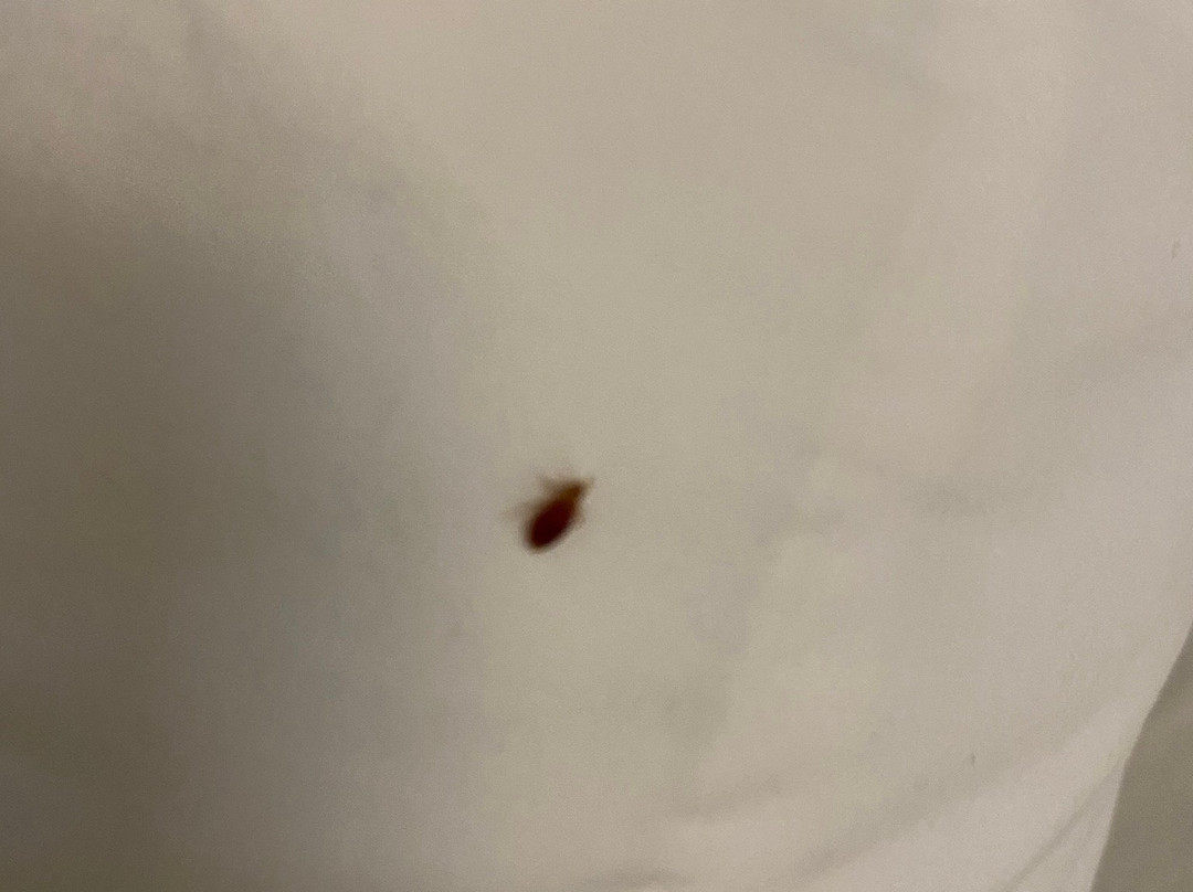 Red Roof Inn Flint主图