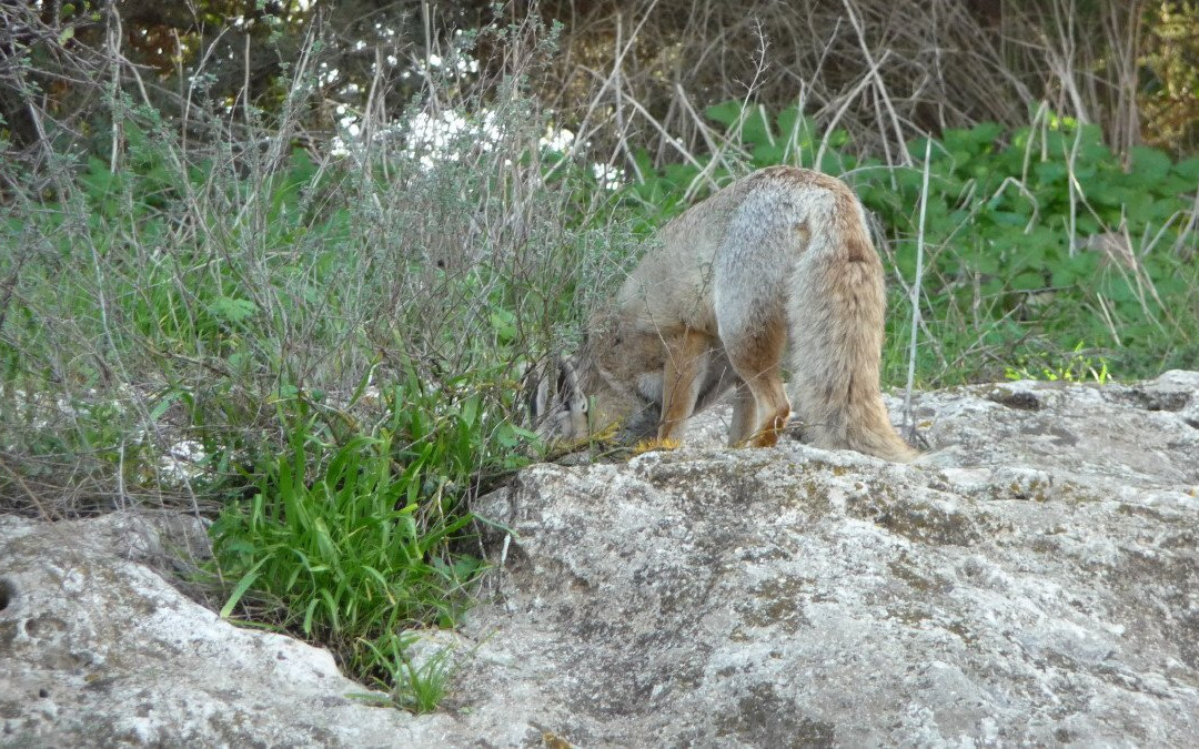 Nahal El Al-Avnei Eitan必去景点