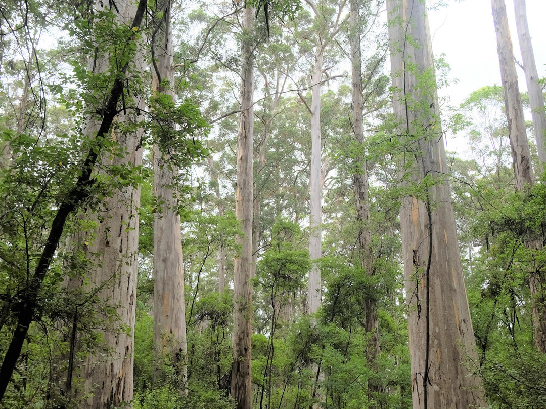Greater Beedelup National Park-彭伯顿必去景点