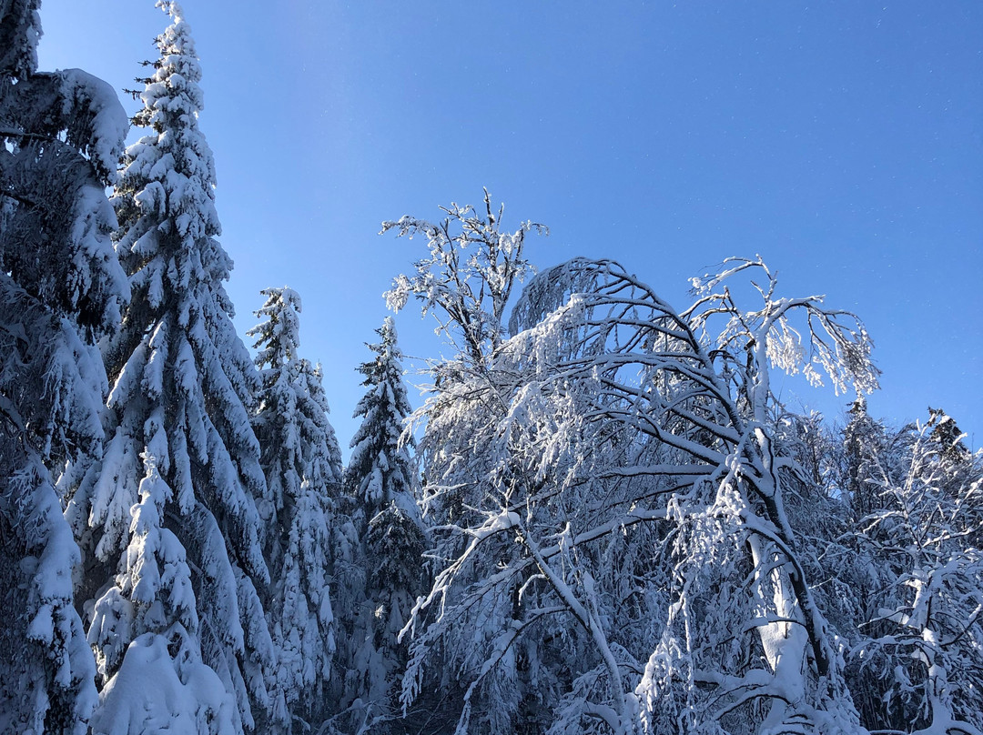 Sternstein Ski Resort-Bad Leonfelden必去景点