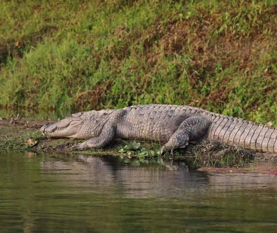 Wild Nabin Tour-奇旺国家公国必去景点